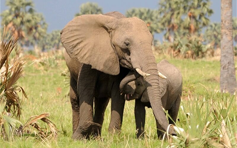 Elephants-African-Uganda