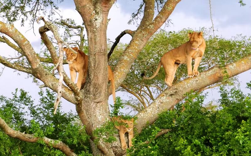 Tree-climbing-lions