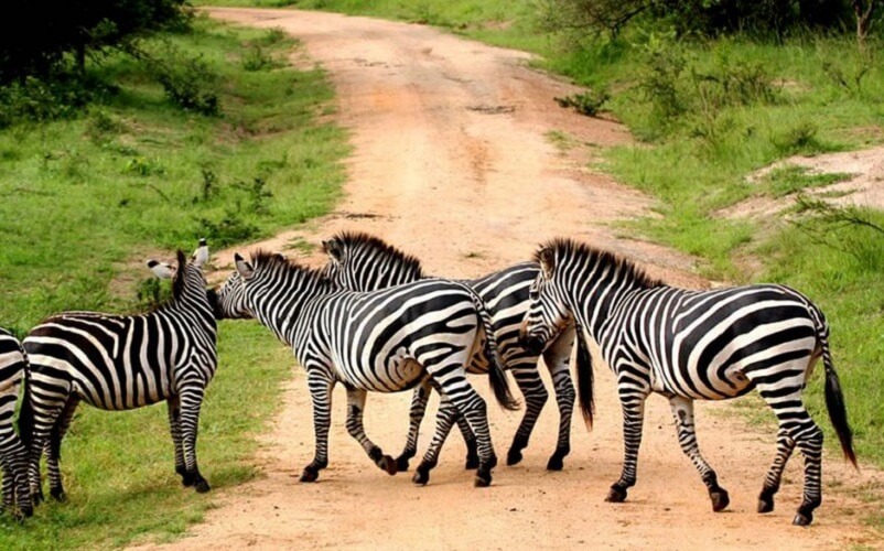 Zebras-queen-elizabeth