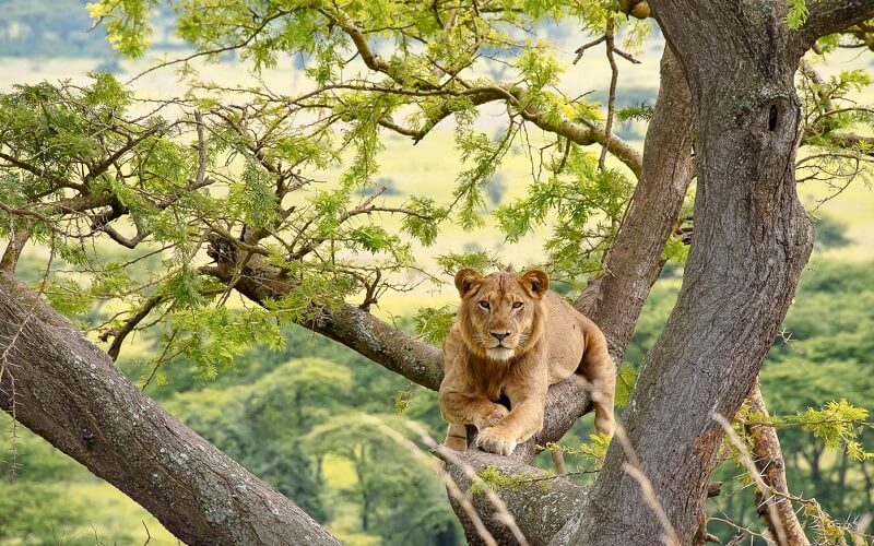 tree-climbing-lion-queen-elizabeth-np